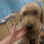 Golden doodle groom.