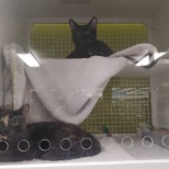 two black cats wanting to be adopt