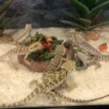 Bearded Dragons are just scaly pigs