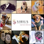 Dogs of Sirius!