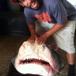 1,400 lb tiger shark