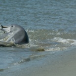 Dolphin exhibiting 