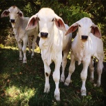 These are some of the calves that we look after and bread.