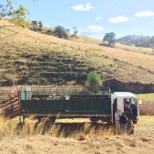 We were selling some of our cattle that day.