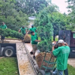 Evergreen Landscaping Crew unloading large screening trees