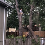 Tree removal