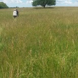 Crew hard at work Robel Polling the prairie.