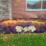 Fall annuals plantings