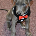 Puppies in the office