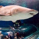 Blue Planet Aquarium Diver