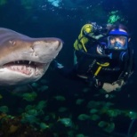 Blue Planet Aquarium Diver