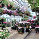 Beautiful greenhouse