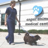 MSPCA-Angell