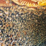 Massive honey bee's nest in a client's roof!