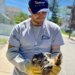 Crew Leader, Sam holding baby raccoons before being relocated with their mama!