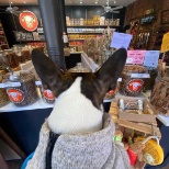 A doggo takes in the wonder of our South End store.