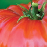 Burpee Beefsteak Tomato