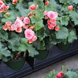 SHUTTLE TRAY® Flower Trays