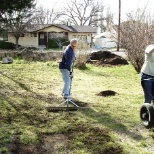 Working hard spreading out fresh fertilizer.