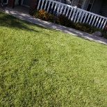 Photo displaying spots of ornamental grass.