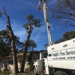 Removing two big Red Oaks