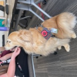 Buckeye Paws visits an HR meeting