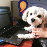 Looking for a job can be ruff, but CSS can help!