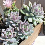 Beautiful Succulents