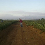 Pineapples as far as the eyes can see