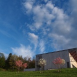 Blooming Trees