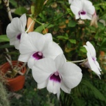 Dendrobium orchid at the Kaplan Orchid Conservatory at ODU.