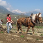 laboure par traction d'un outils via un cheval de traie