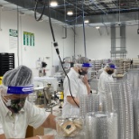 Our packaging team filling our sugar cookie tubs.