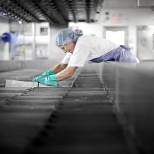 Flipping Havarti cheese during the production process.