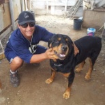 Rottweiler, I did care this dog,