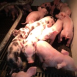 Piglets