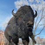 Bison