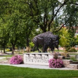 NDSU Bison Statue