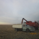 milo harvest