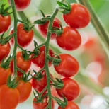 Cherry Tomatoes 