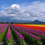 Tulip fields of the Skagit Valley