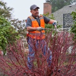 Dennis' 7 Dees crew member pruning