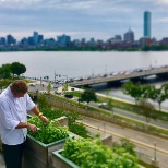 A Bon Appétit chef harvests herbs from the Massachusetts Institute of Technology’s rooftop garden 