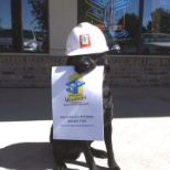 L.T. loves fishing, playing fetch, and helping sell windows.