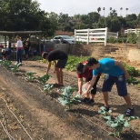 Students harvesting vegetables from one of TERI's organic farms!