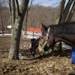 Horses on Campus