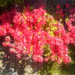 Flowers in front of the building