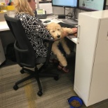 On Fridays bring your dog to work!