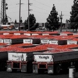 Trailers parked at the yard