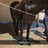 One of the older horses, Danny getting his bath.